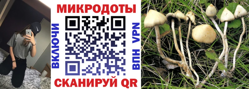 Псилоцибиновые грибы Psilocybe  закладка  Горняк 